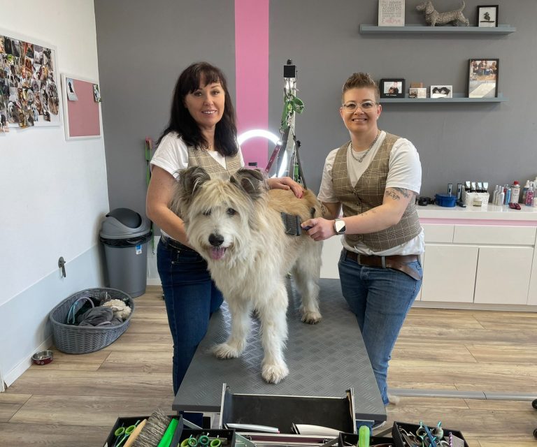 Schnuppertag Hundefriseurausbildung Zwei Frauen frisieren einen großen, grauen Hund in einem modernen Friseursalon.
